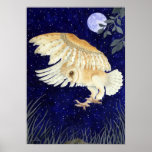 A Barn Owl in flight posters