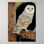 A Barn Owl rests on a barn door posters