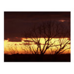 A Bayou Sunset by Leslie Peppers Postcard