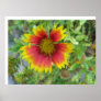 A beautiful Blanket Flower