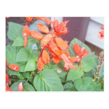 A beautiful orange Salvia bloom Post Cards