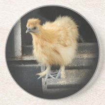 a beautiful Silkie Bantam Chicken picture. Beverage Coaster