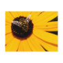 A Bee's Life Post Card