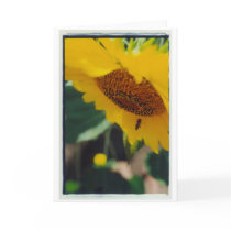 A Bee's Sunny Day!