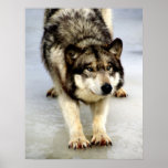 A Big Wolf Stretch posters