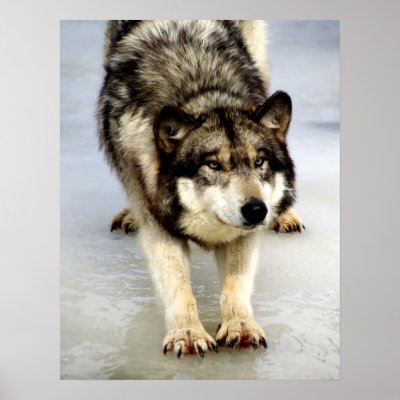 A Big Wolf Stretch Poster by Tberling