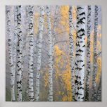 a birch grove in the haze fragment trunks.