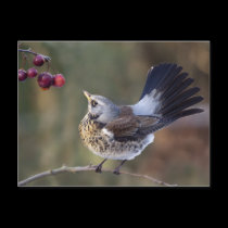 A Birdie's Tail Postcard
