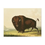 A Bison, c.1832 Post Card