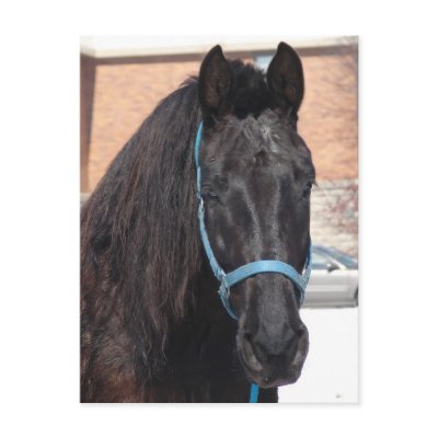 A Black Beauty by angelandspot