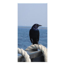 A Black Bird on the Ferry Photo Cards
