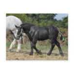 A black Percheron foal in France Postcard