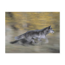 A black wolf on the run post card