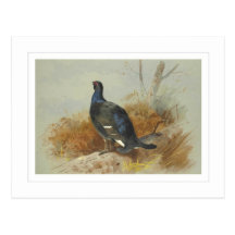 A blackcock calling from the undergrowth post card