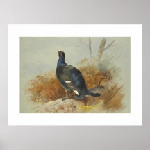 A blackcock calling from the undergrowth poster
