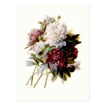 A Bouquet Of Peonies by Pierre-Joseph Redouté Post Cards