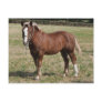 A Breton foal in France Post Card