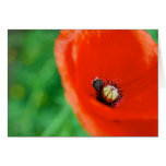 A Bright Red Poppy Greeting Card