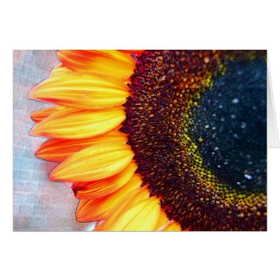 A Brilliant Orange Sunflower Greeting Card by s0ngbird