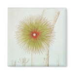 A Bromelia found in the Andes Magnet