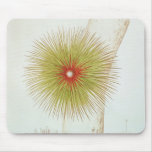 A Bromelia found in the Andes Mouse Pads