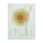 A Bromelia found in the Andes Post Cards