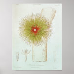 A Bromelia found in the Andes posters