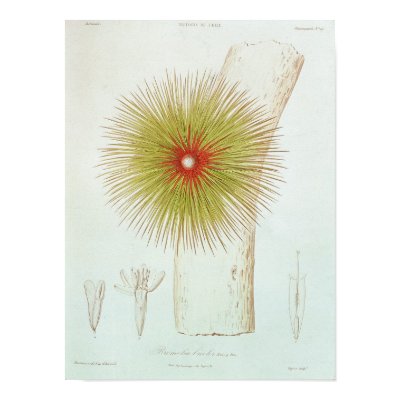 A Bromelia found in the Andes Posters by bridgemanart