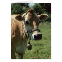 A Brown Jersey Cow In Summer Meadow Greeting Card