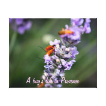 A bug's life in Provence Impressions Sur Toile