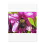 A Bumble Bee at work Postcard