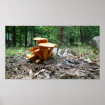 A bunch of Orange Mushrooms Posters