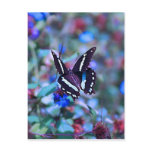 A Butterflies Flitter and Flutter Postcards