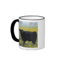A calf amid the sunflowers of the Nebraska mugs