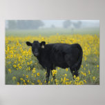 A calf amid the sunflowers of the Nebraska