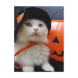 A Cat's Halloween Post Cards