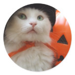 A Cat's Halloween Sticker