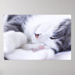 A cat's Life Poster