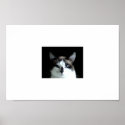 A Cat's Stare posters