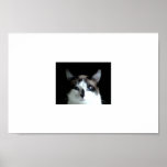 A Cat's Stare posters