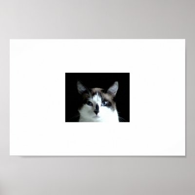 A Cat's Stare Poster by StudeorStang