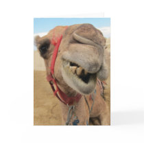 A Cheerful Camel Greeting Cards