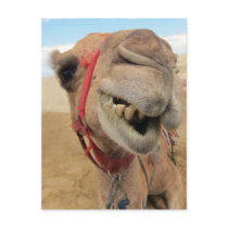 A Cheerful Camel Post Card