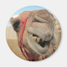 A Cheerful Camel Refrigerator Magnet