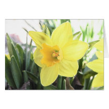 A Cheerful Yellow Daffodil Greeting Card