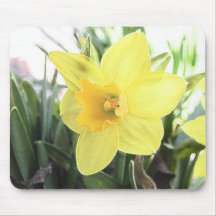 A Cheerful Yellow Daffodil Mouse Pads