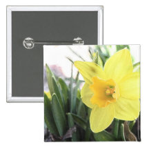 A Cheerful Yellow Daffodil Pins