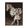 A Circus Girl and Horse