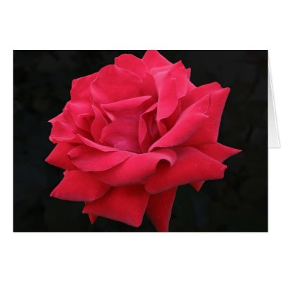 A Classic Red Rose Greeting Cards by charlesblack7