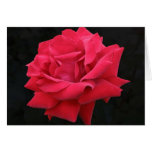 A Classic Red Rose cards